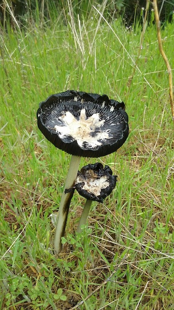A wild mushroom