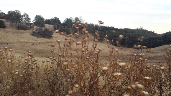 A field of dry thistle on the outskirts of Mariposa