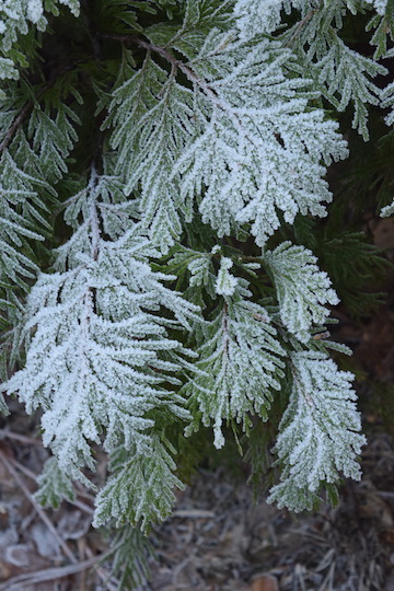 Frost covered incense ceder tree