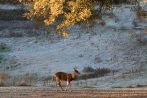 Deer in Snow