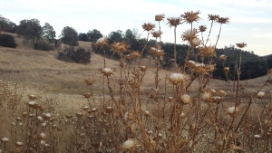 Field of Dried Thistle
