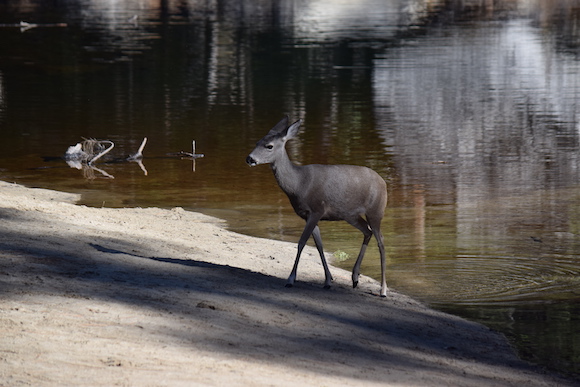 A deer at Mirror Lake in Yosemite Valley