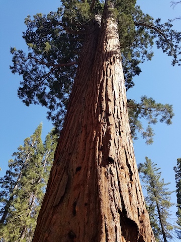 The Faithful Couple sequoia trees in the Mariposa Grove of Yosemite