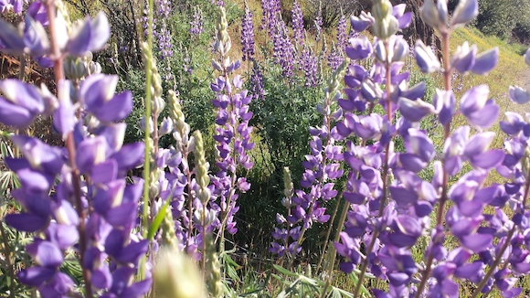 Lupines on the Stockton Creek Trail