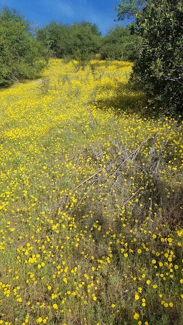 A blanket of yellow flowers next to the Stockton Creek trail