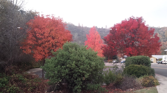 Fall colors on Coakley Street in Mariposa