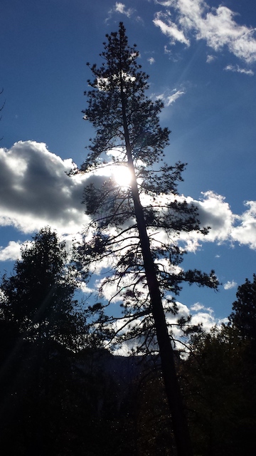 Pine tree in Yosemite Valley
