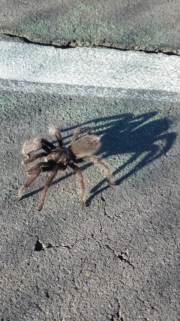 Tarantula crossing the tennis court in the Mariposa County Park
