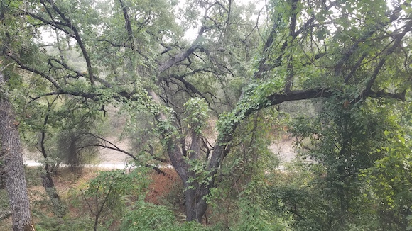 Giant oak tree along the Mariposa Creek