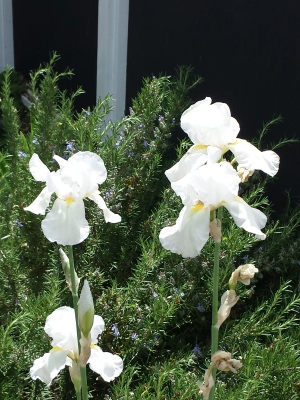 White Irises