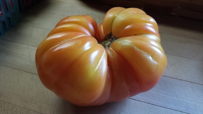 Fresh Yellow Tomato